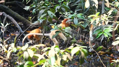 Baby Proboscis Monkey playing at mangrove forest Stock Footage 344091943