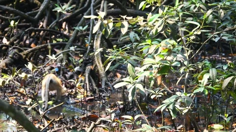 Baby Proboscis Monkey playing at mangrove forest Stock Footage 344091947