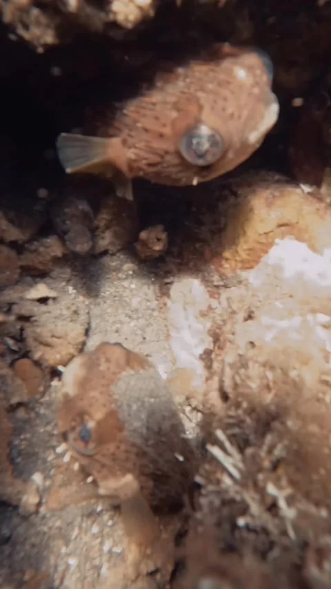 Baby Puffer Fish Stock Footage 278832345