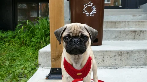 Baby pug Stock Footage 116708316