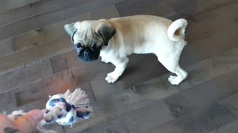 Baby  pug playing Stock Footage 116707678