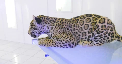 Baby puma looking at the camera Stock-Footage 155456352