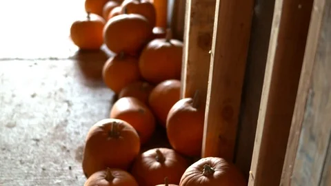 Baby Pumpkins Stock Footage 94960463