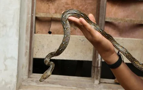 Baby python crawling on hand Stock Photos