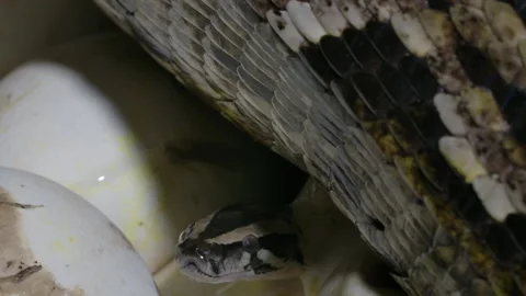 Baby python emerging from hatching egg under mother snake Stock Footage 155214737