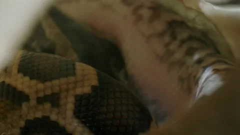 Baby python snake inside egg during hatching process Stock Footage 155214710
