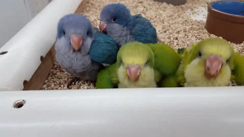 Baby Quaker Parrots, Virginia Beach, Stock Video Pond5