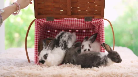 Baby rabbit in the basket Video stock 180533397