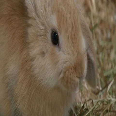 Baby Rabbit Brown Close Up Video stock 69377979