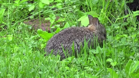 baby rabbit eating clover Stock Video Pond5
