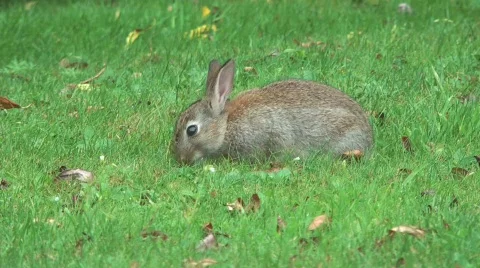 Baby Rabbit Eating Grass Stock Footage