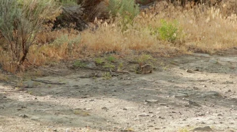 Baby Rabbit Eating in Nature Stock Footage