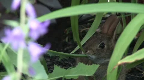 Baby Rabbit Video stock 11399488