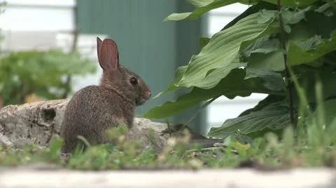 Baby Rabbit Stock Footage 11399605