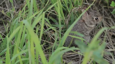 BABY RABBIT IN GRASS MIDWEST Stock Footage 42965728