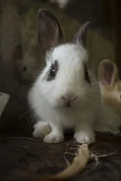Baby Rabbit Stock Photos