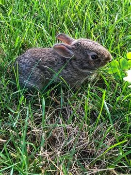 Baby Rabbit Stock Photos