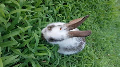 Baby rabbit playing on the grass Stock Footage 169648289