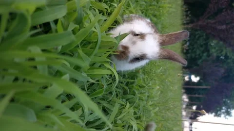 Baby rabbit playing on the grass Stock Footage 169648397