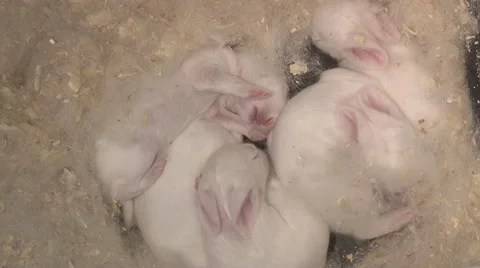 Baby rabbits 库存影片 50583853
