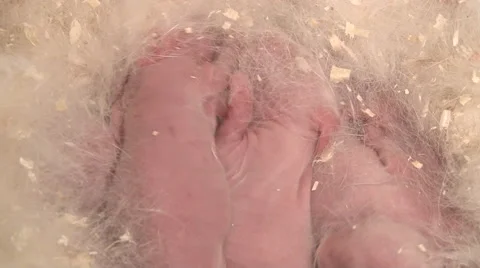 Baby rabbits Stock Footage 50584302