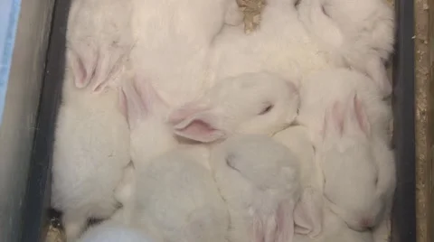 Baby rabbits Stock Footage 50584823