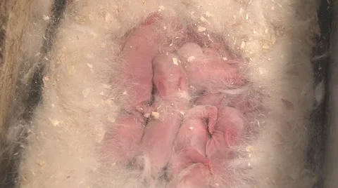Baby rabbits Stock Footage 50585084