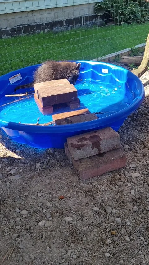 Baby Racoon Learning to Catch Feeder Fish in a Kiddie Pool, usa - 22 Jul 2026 Stock Footage 341526928