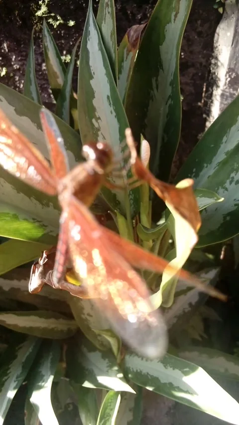 Baby red dragonfly insect Stock Footage 237447057