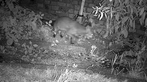 Baby Red Fox Cub Exploring the Wild Stock Footage 341481059