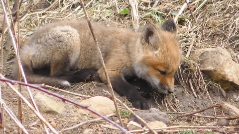 Baby Red Fox Resting Stock Footage 106600280