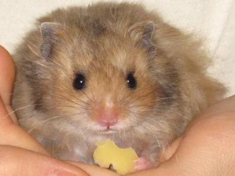 Baby red hamster on hand with a slice of cheese Stock Photos