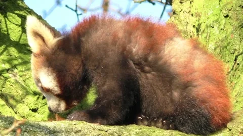 Baby Red Panda in a tree Stock Footage 47051140