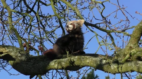 Baby Red Panda up in a tree having a scratch Stock Footage 46679046