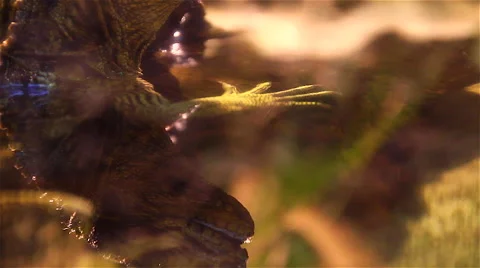 Baby reptile Видео 46650002