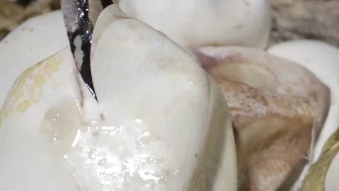 Baby reticulated python coming out of an egg Stock Footage 155173499