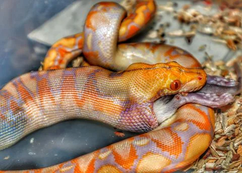 Baby Reticulated Python eating Stock Photos