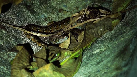 Baby Reticulated Python (Python reticulatus) at Night Stock Footage 96848410