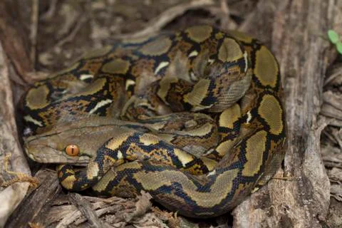 Baby Reticulated Python (Python reticulatus) Bali locality in Indonesia Photos