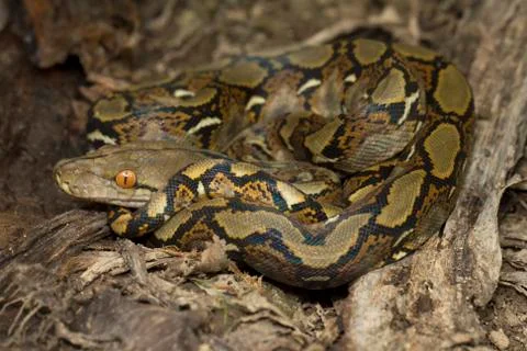 Baby Reticulated Python (Python reticulatus) Stock Photos