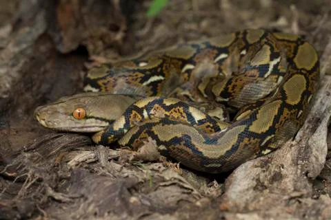 Baby Reticulated Python (Python reticulatus) Stock Photos