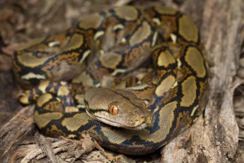 Baby Reticulated Python (Python reticulatus) Stock Photos