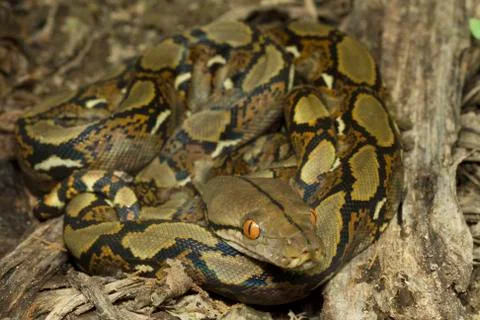 Baby Reticulated Python (Python reticulatus) Stock Photos