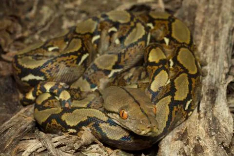 Baby Reticulated Python (Python reticulatus) Foto stock