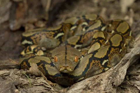 Baby Reticulated Python (Python reticulatus) 写真素材
