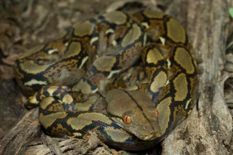 Baby Reticulated Python (Python reticulatus) Stock Photos