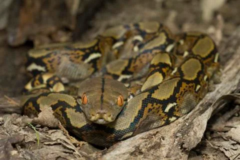 Baby Reticulated Python (Python reticulatus) Stock Photos
