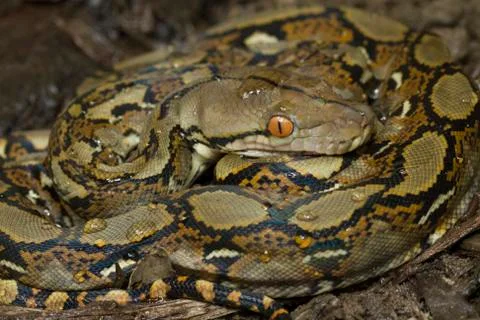 Baby Reticulated Python (Python reticulatus) Stock Photos