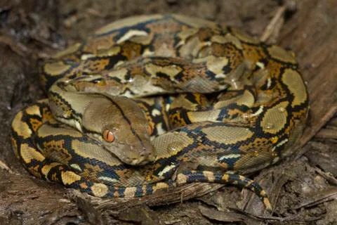 Baby Reticulated Python (Python reticulatus) Stock Photos