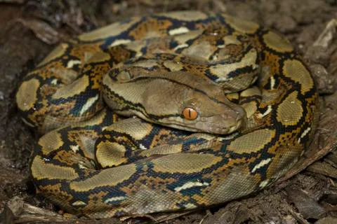 Baby Reticulated Python (Python reticulatus) Stock Photos